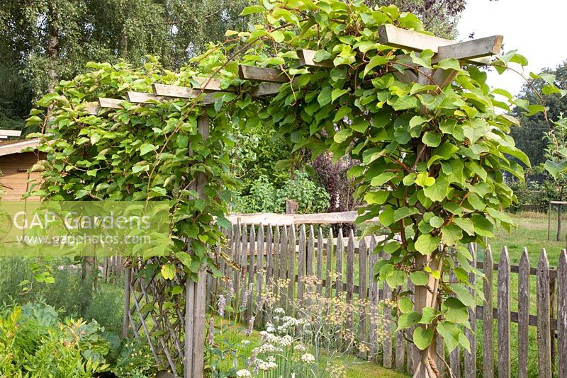 pergola kiwi