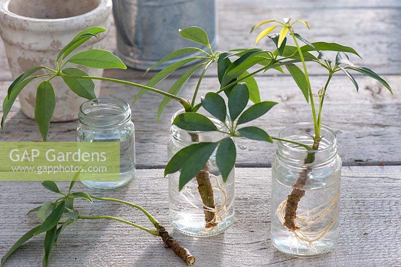Rooted cuttings of S... stock photo by Friedrich Strauss, Image 0446483