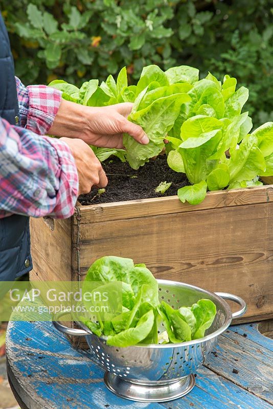 Growing Lettuce 'Little Gem' by GAP Photos GAP Gardens