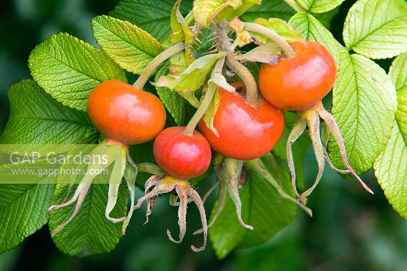 Dog Rose Hips. Septe... stock photo by Lee Beel, Image