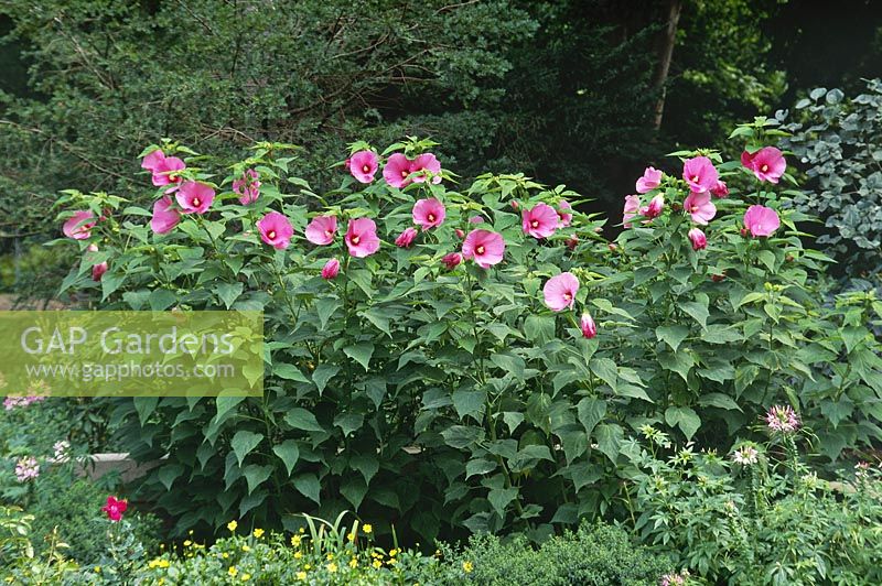 GAP Gardens Hibiscus moscheutos swamp rose mallow. Indianapolis