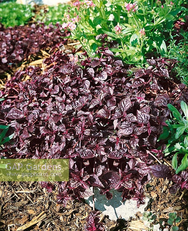 Iresine herbstii Pur... stock photo by Nova Photo Graphik, Image 0902685
