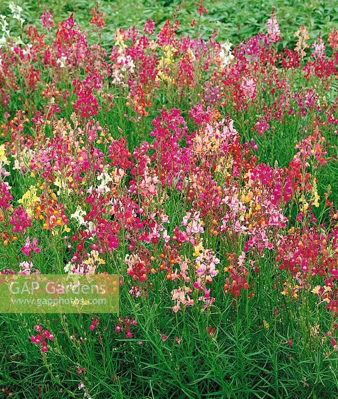 LINARIA MAROCCANA NO... stock photo by Nova Photo Graphik, Image 0934960