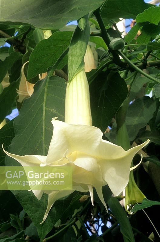 Brugmansia x candida... stock photo by John Glover, Image 0970027