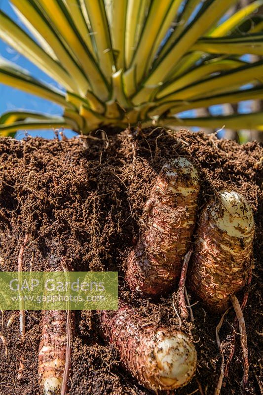 Codex Entries Yucca Root System