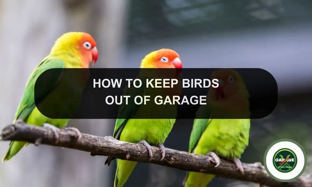 How To Get Birds Out Of Garage Get A Bird Out Of Your Garage Garage