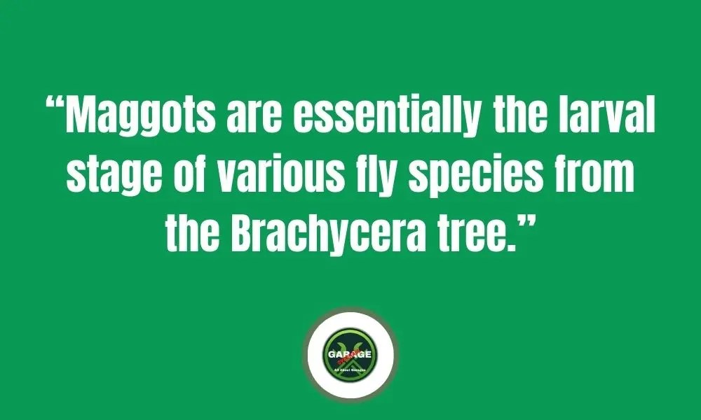 How To Control And Get Rid of Maggots In Garage Garage Overhaul