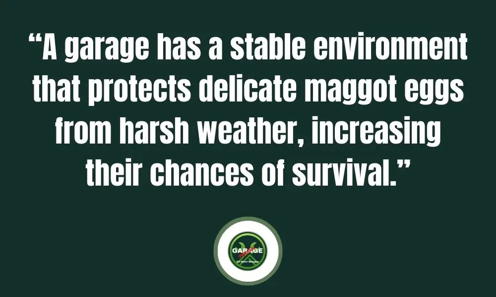 How To Control And Get Rid of Maggots In Garage Garage Overhaul