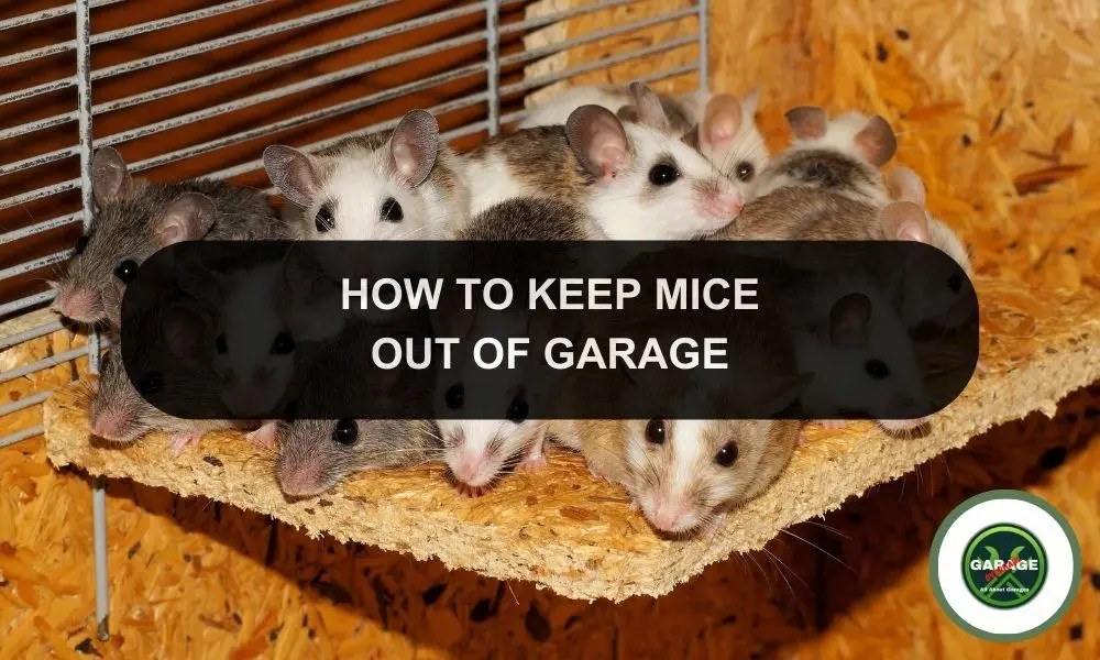 How To Get Rid Of Mice In Garage Remove Mice in Your Garage Garage Overhaul