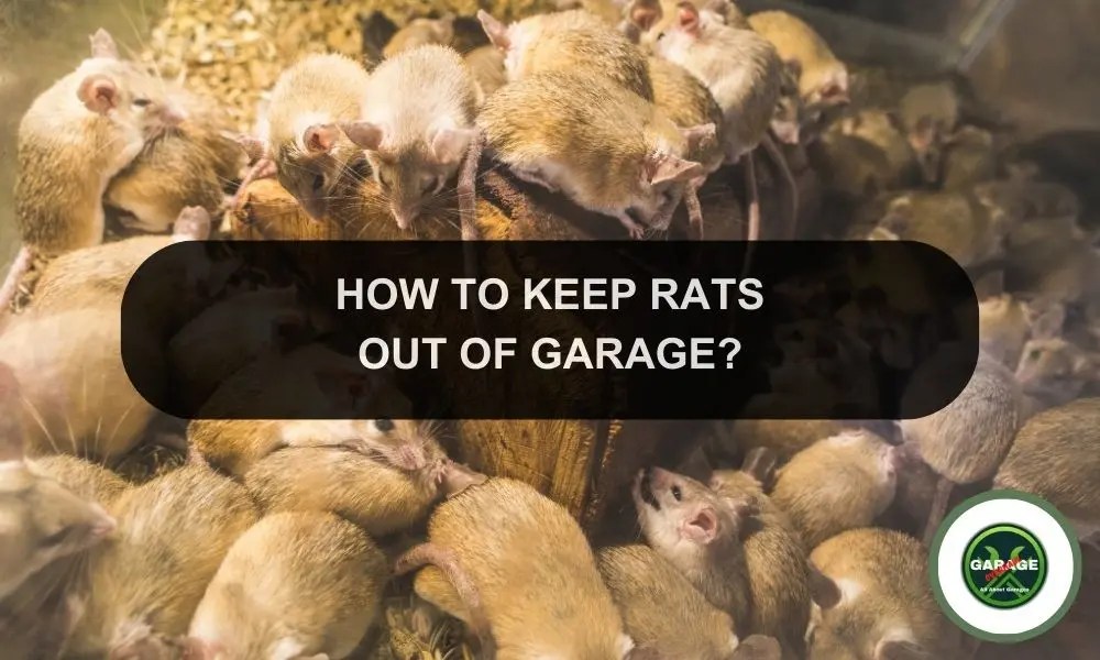 How To Get Rid Of Rats In Garage Keep Rats Out Of Your Garage Garage