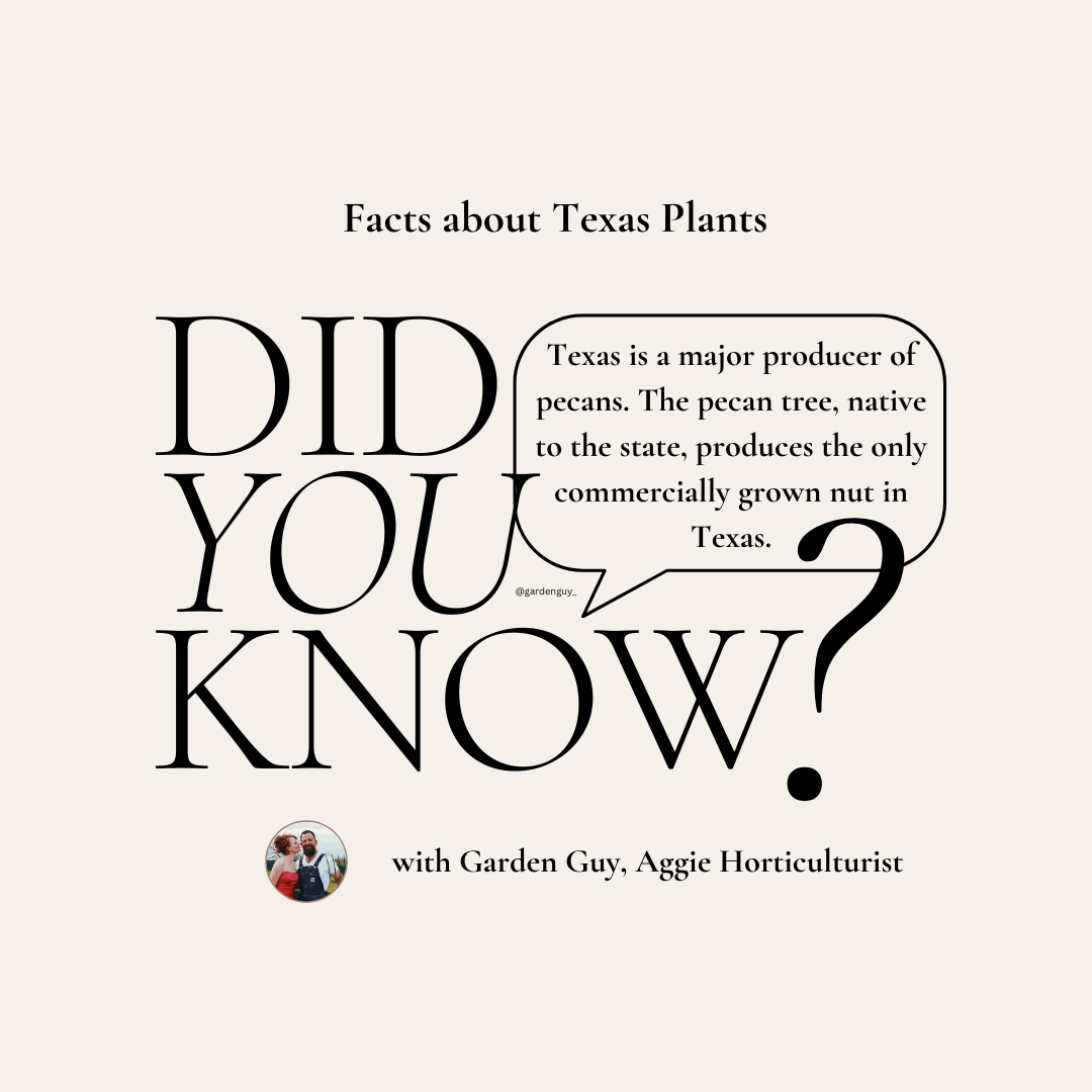 Texas Pecan Facts Garden Guy, Inc
