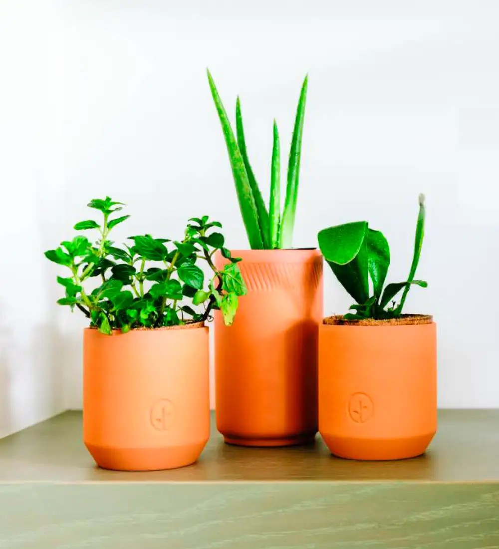 Customized bonsai starter kit China Leading Growing Kit Supplier