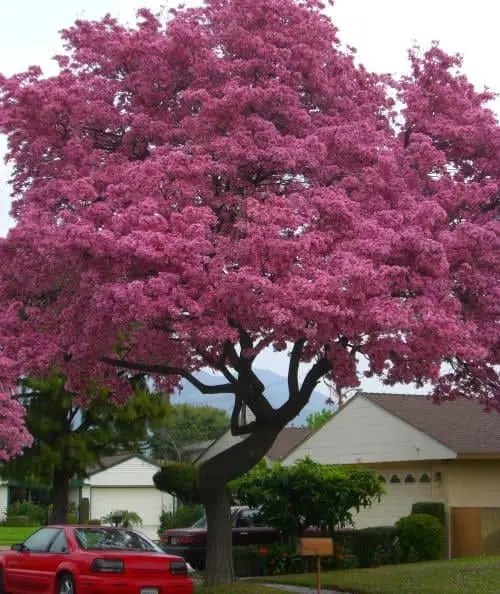 Pink Trumpet Trees Garden View Landscape, Nursery and Pools