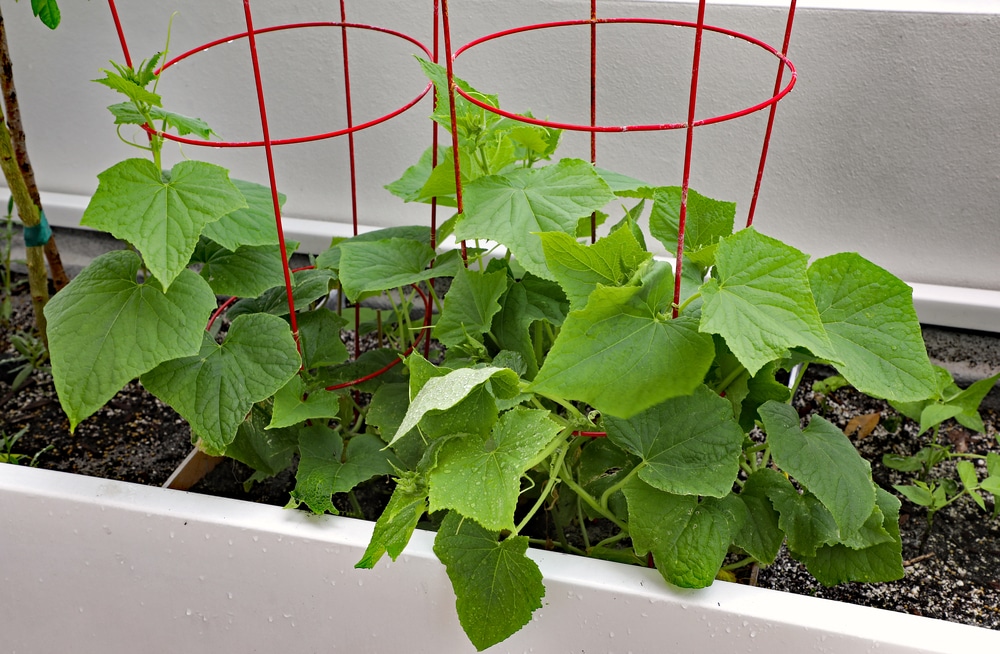 How To Grow Cucumbers From Seeds In Pots Growing Cucumbers Vertically