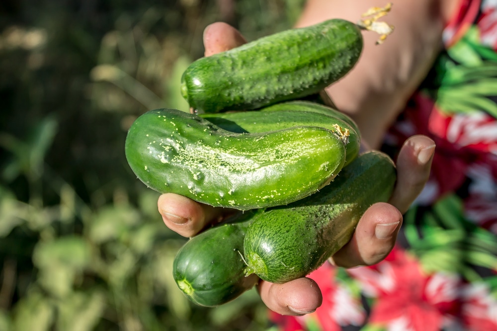 How to Pick Cucumbers for Their Peak Perfection