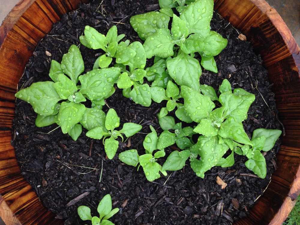 Growing Spinach in Containers is Easy as Pie