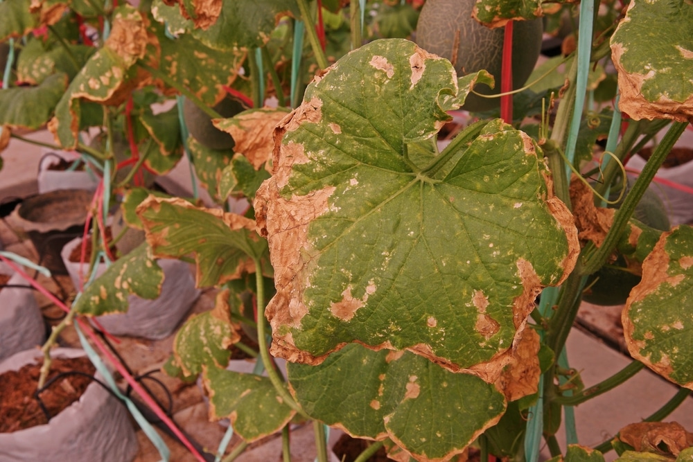 Why Do My Plants Die In Winter at Lorraine Holder blog