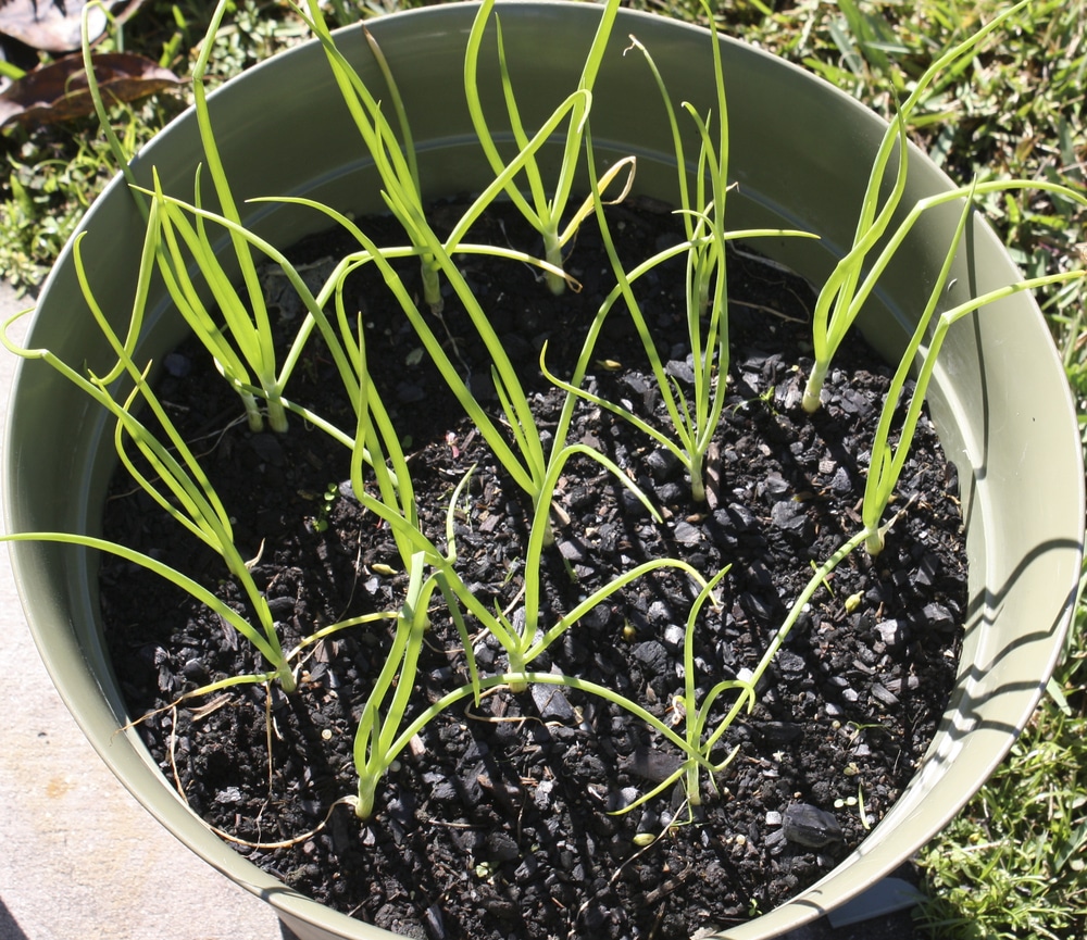 Growing Onions in Containers » All the Top Tips