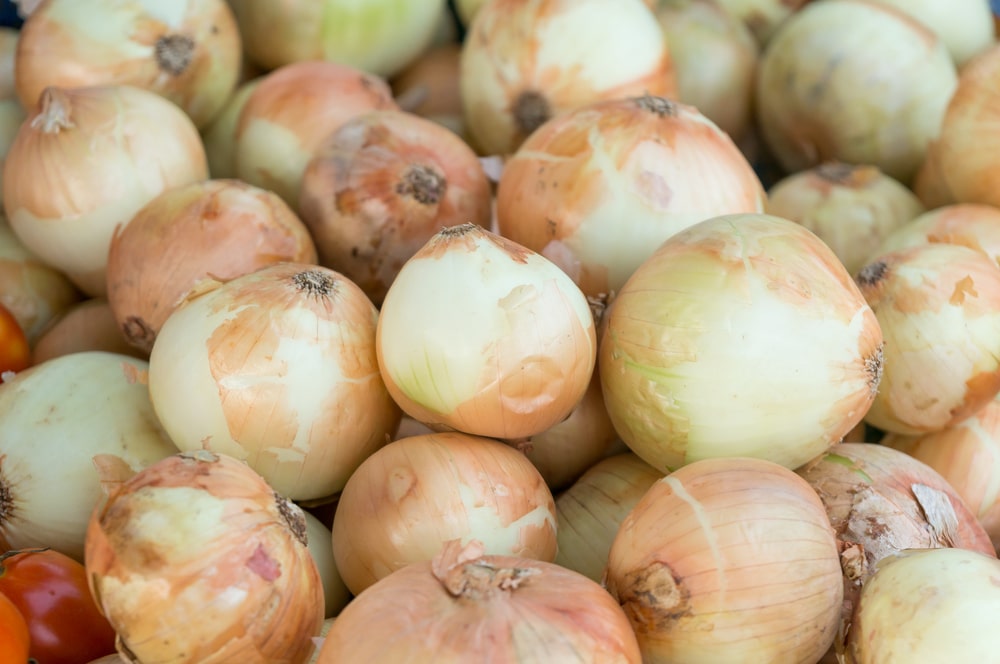 Growing Sweet Onions » Top Tips for Success