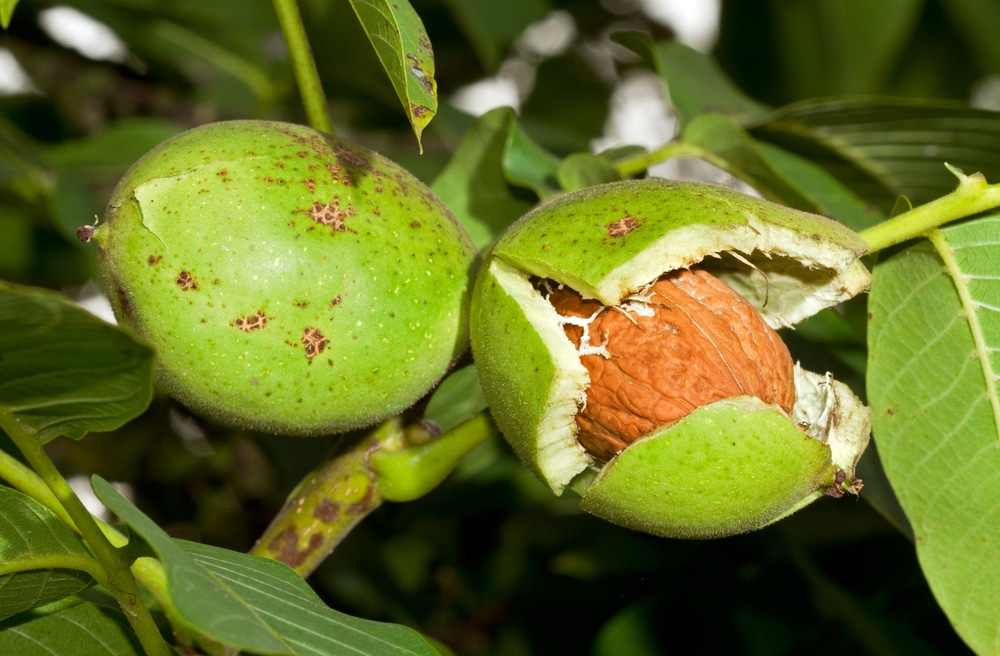 How Do Walnuts Grow? » All the Facts & Tips