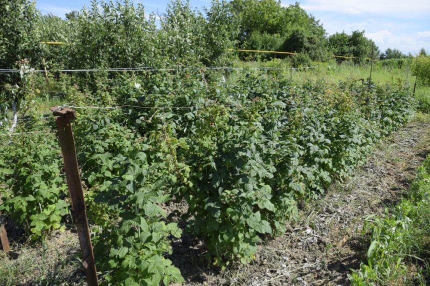 Raspberry Trellis » Tips to Grow Them Up High