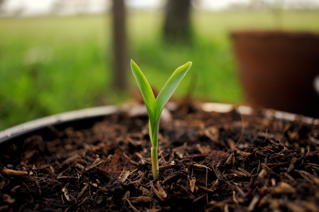How Much Water Does Corn Need? » Top Tips