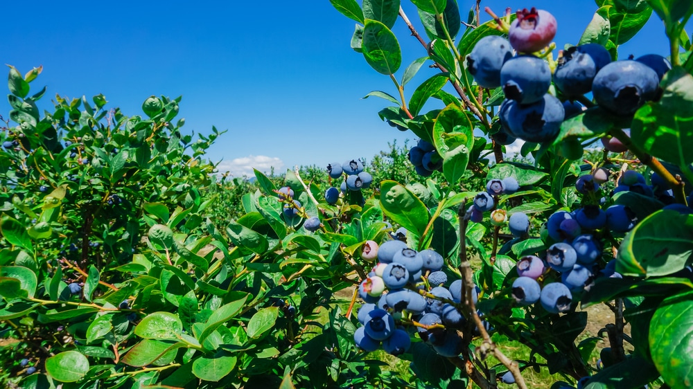 How Much Sun Do Blueberries Need? Garden.eco