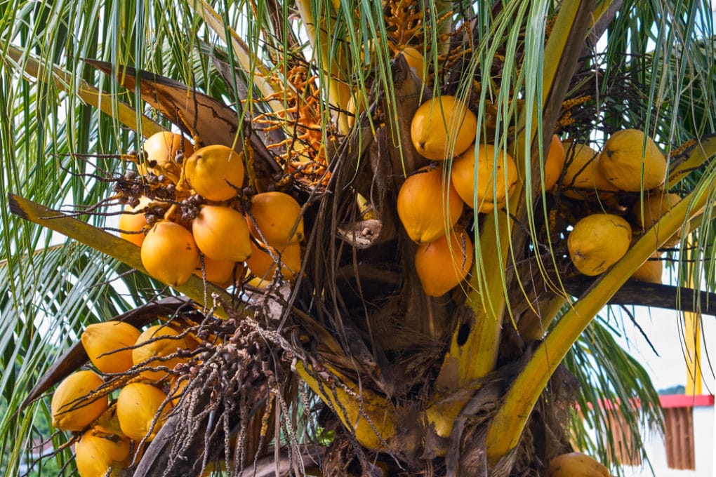Do Coconuts Grow in Florida? » Yes They Do!