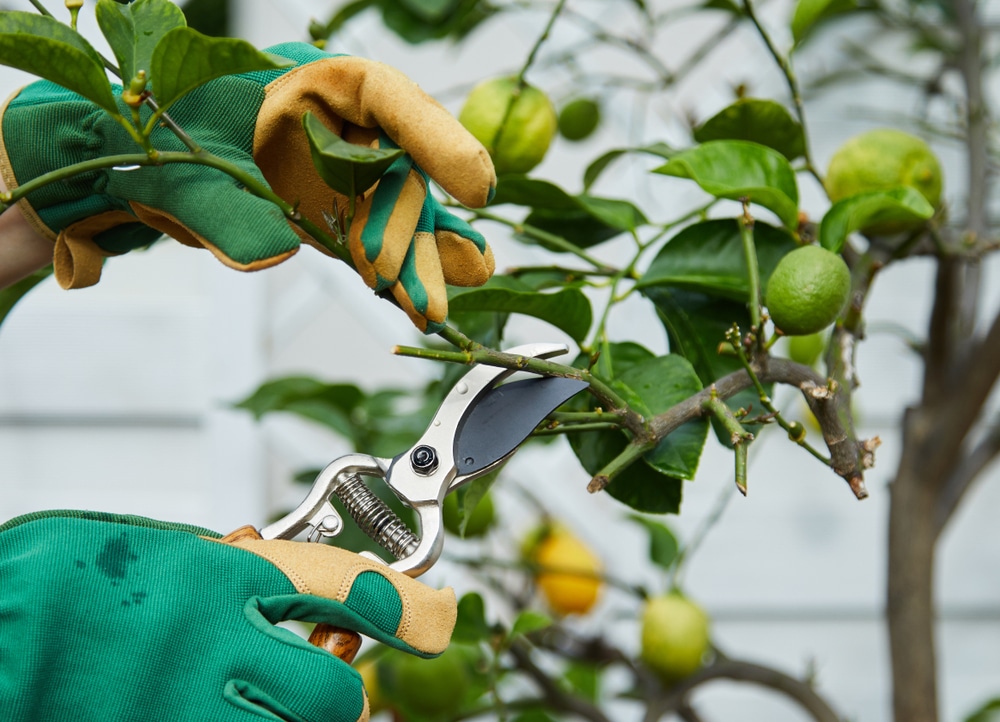 How to Prune a Lemon Tree » Top Tips & Facts