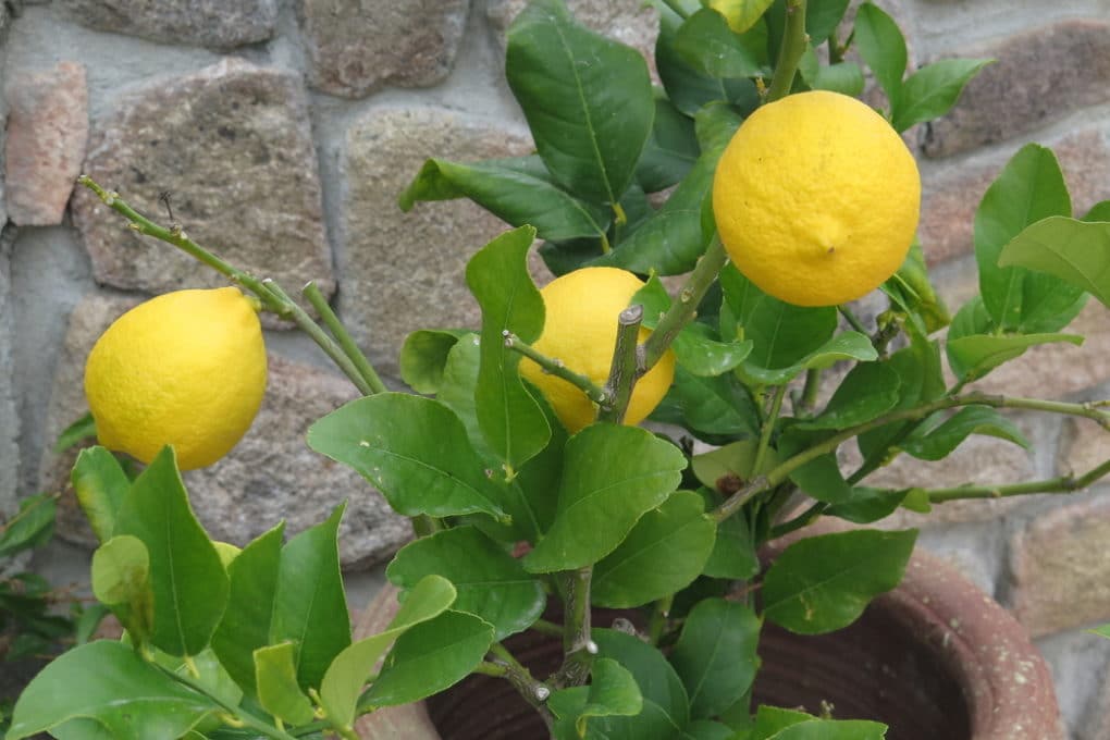 How Big Do Lemon Trees Get? It’s All in Their Roots! Garden.eco