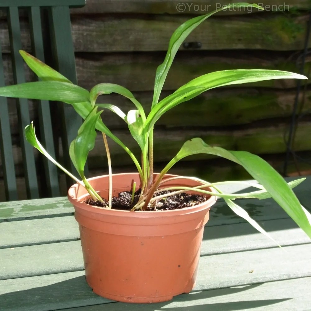 How to Propagate Lilies from Bulbils