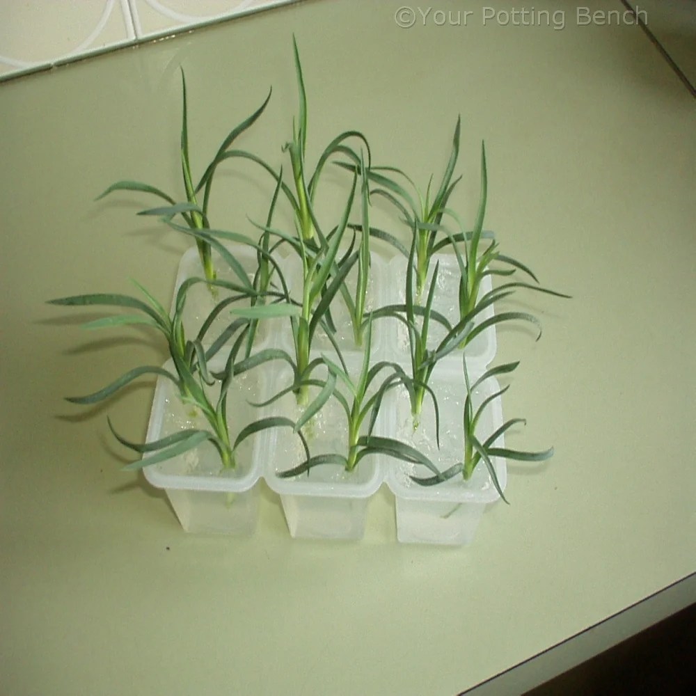 How to Root Carnations