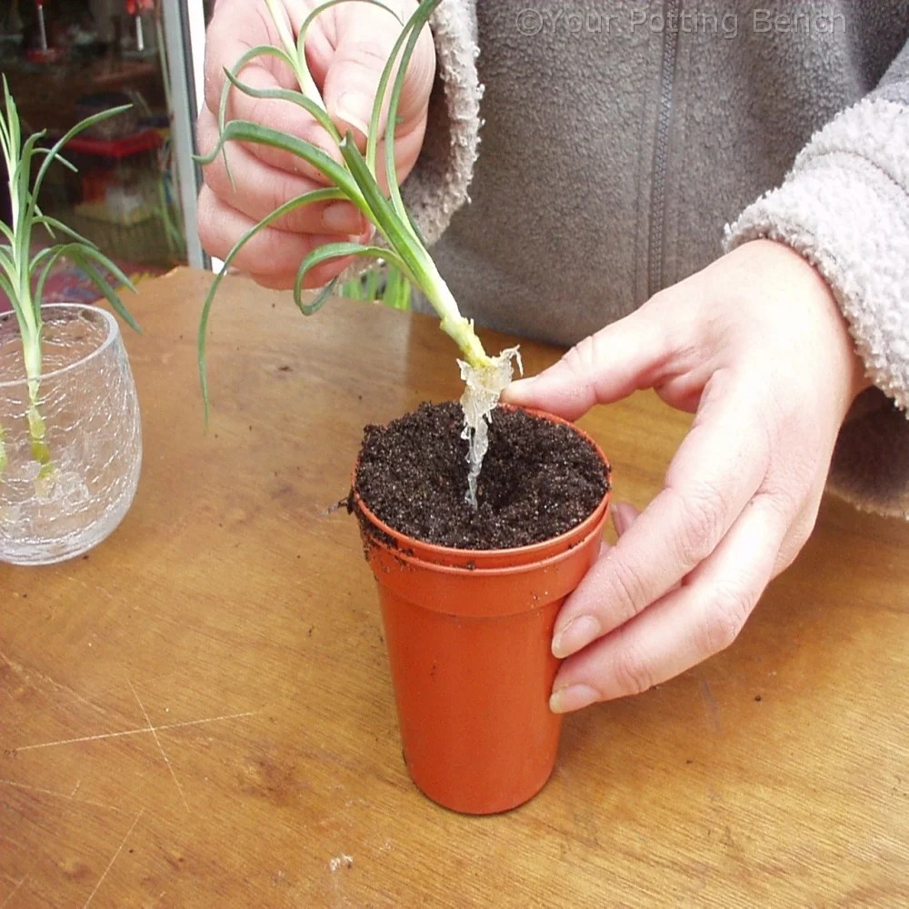 How to Root Carnations