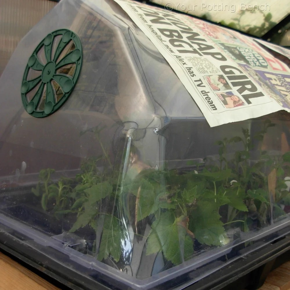 How to protect plants from heat