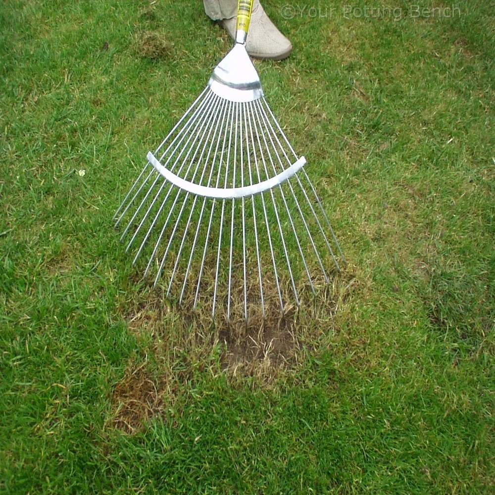 How to repair a lawn Patches