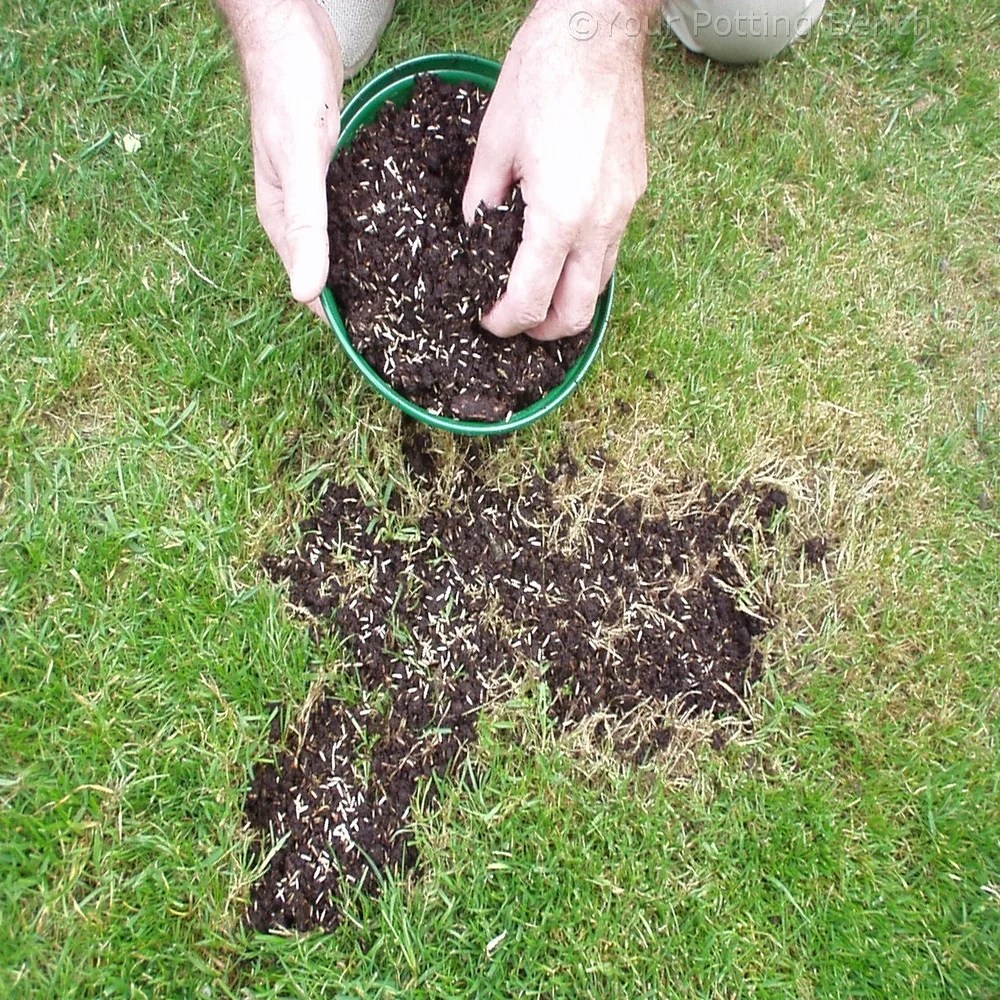 How to repair a lawn Patches