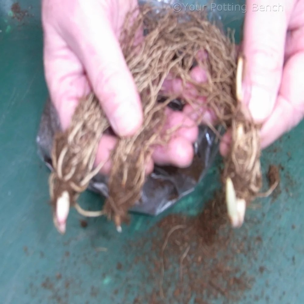 How to Force LilyoftheValley