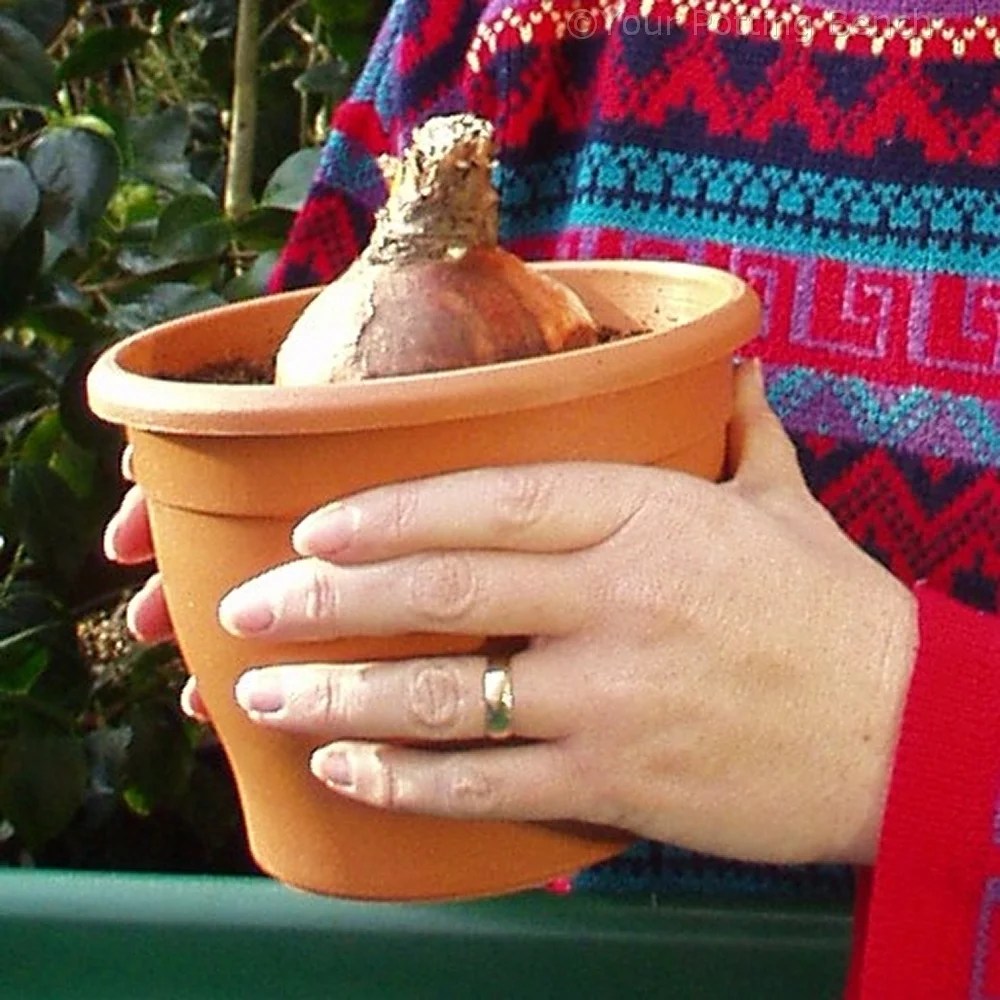 How to Pot Amaryllis