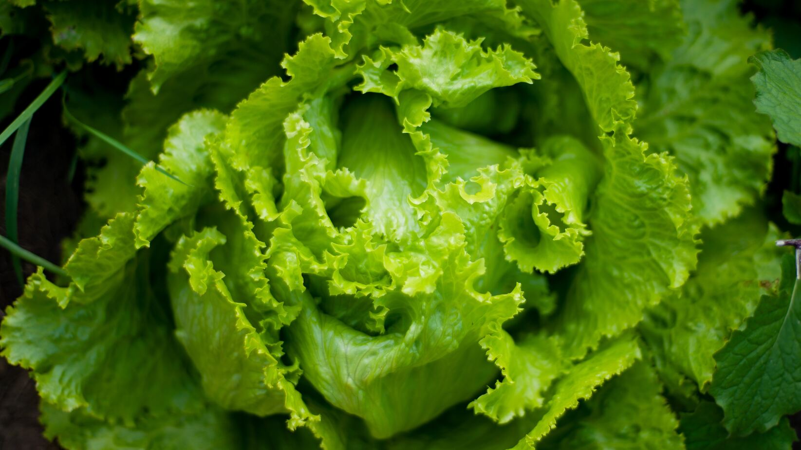 Can lettuce water help you sleep better? SA Garden and Home