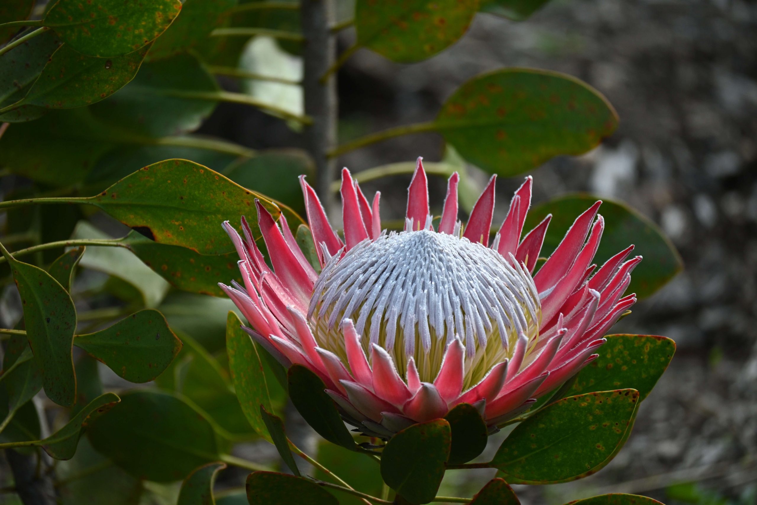 Plant of the month Essential care tips for proteas SA Garden and Home