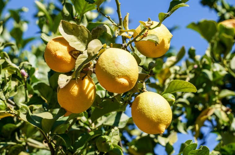 How to grow and care for your own lemon trees SA Garden and Home