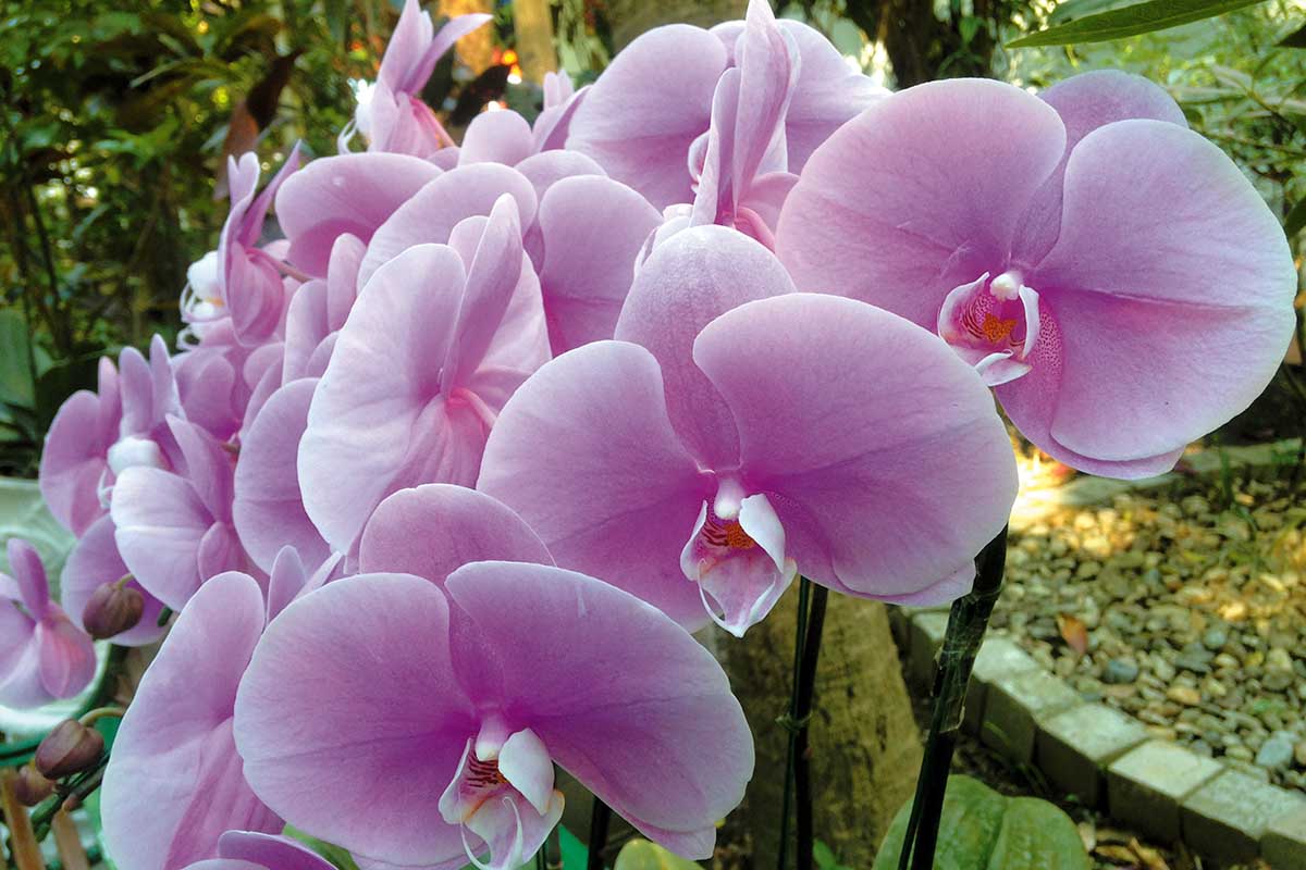 How to grow and care for moth orchids SA Garden and Home
