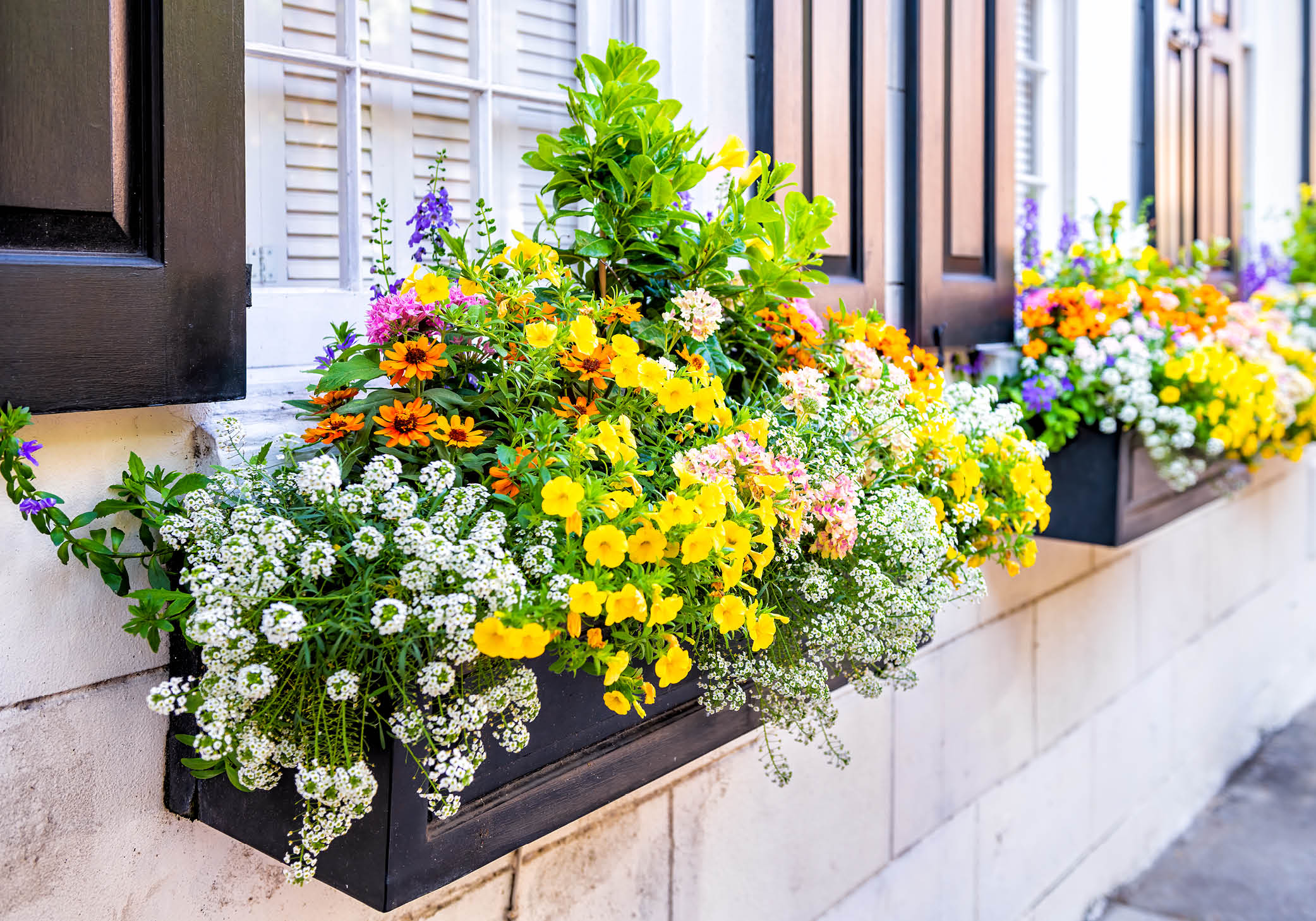 The best types of flowers for your window boxes SA Garden and Home