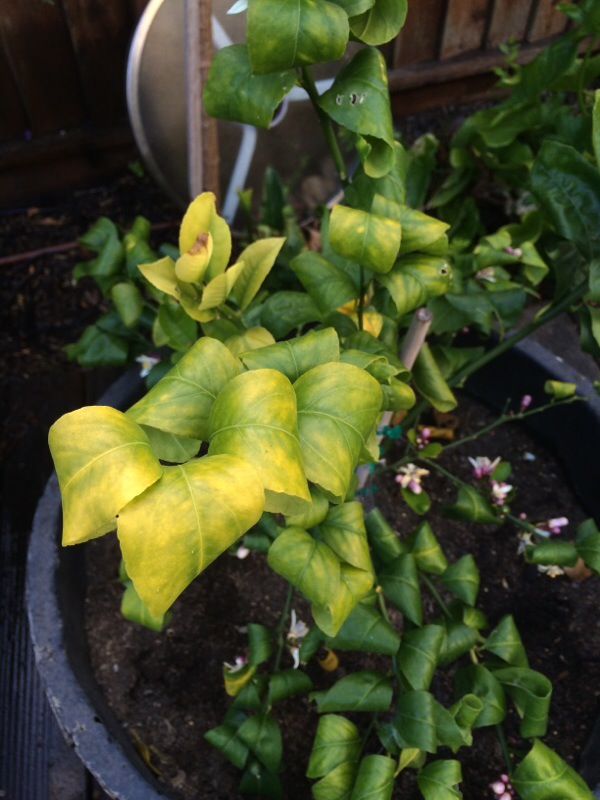 Burned (necrosis) leaf tips and edges is a sign for to much. Lemon Tree Leaves Curling Down - Food Ideas