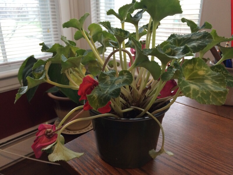 Cyclamen Woes
