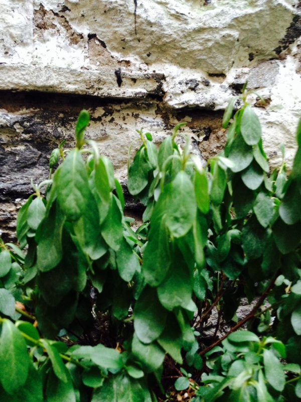Why Are My Azalea Flowers Wilting at Christina Medina blog