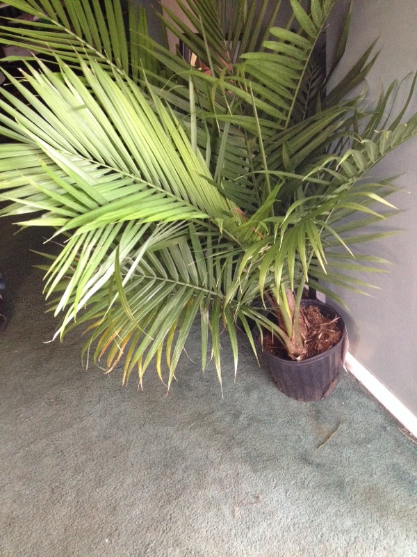 Revenea Palm Yellowing