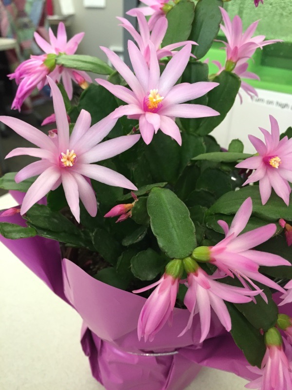 Spring Cactus Easter Cactus