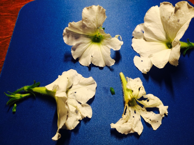 Petunia Flowers Eaten