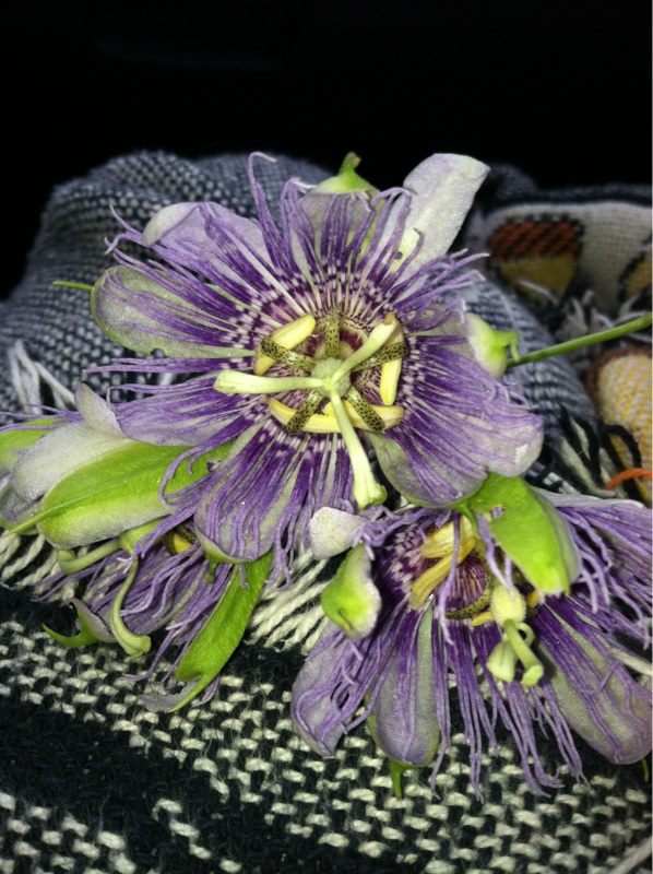 Passion Flower Vine